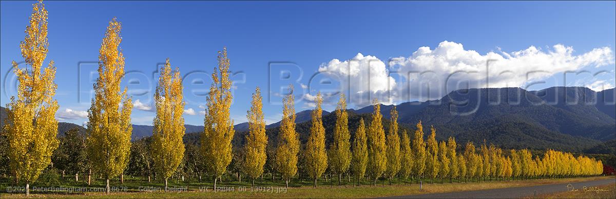 Peter Bellingham Photography Golden Delight - VIC (PBH4 00 13912).jpg